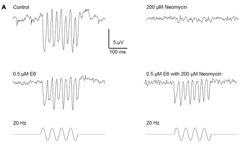 Frontiers in Cellular Neuroscience Figure