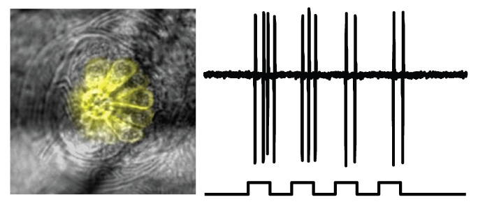 Hair Cell ChR2