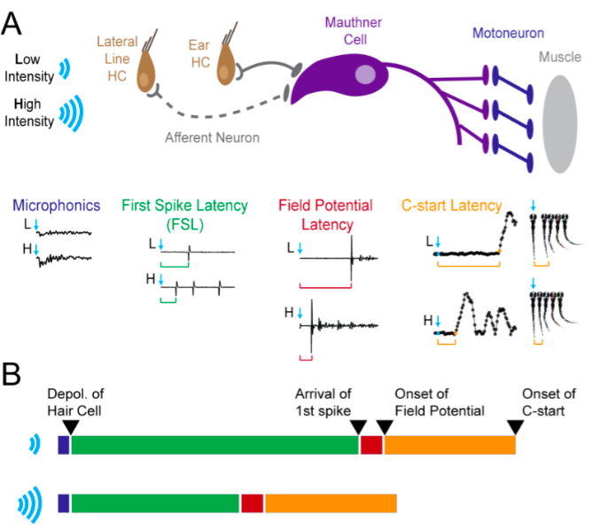 Journal of Physiology Figure