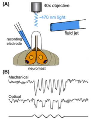 Methods in Cell Biology Figure