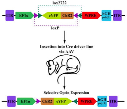 Optophysiology Figure